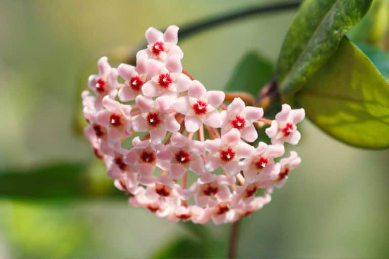Hoya carnosa.jpg