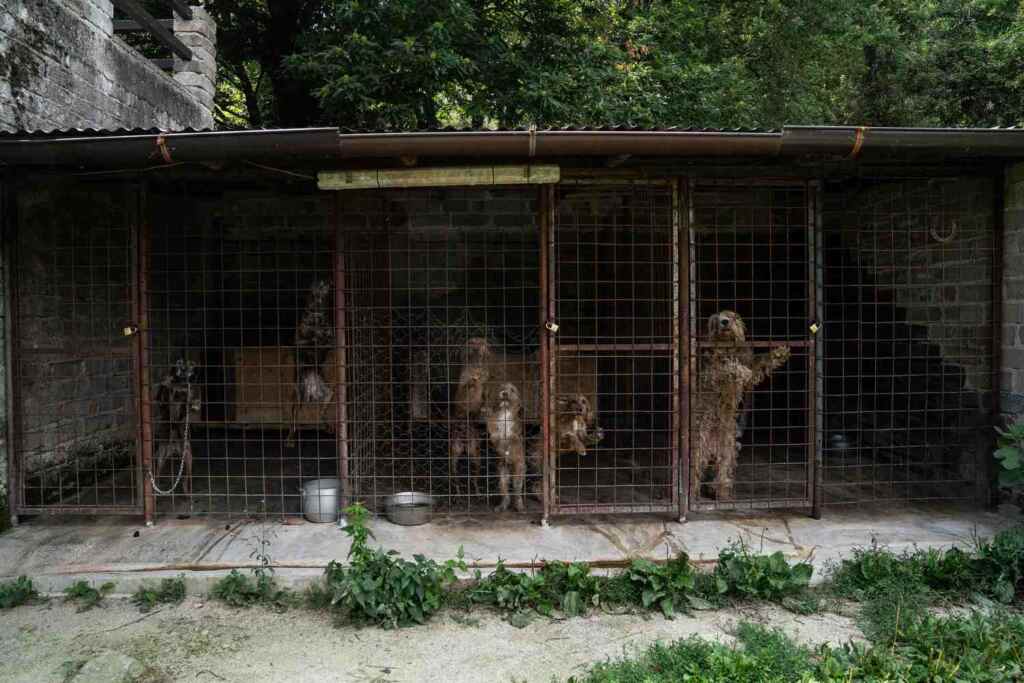 Maltrattamenti cani da caccia