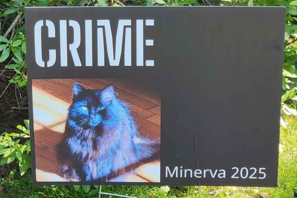 Sindaco gatto
