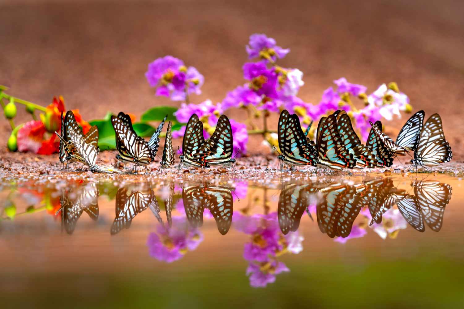Perché le farfalle stanno perdendo i loro colori? 2 farfalle