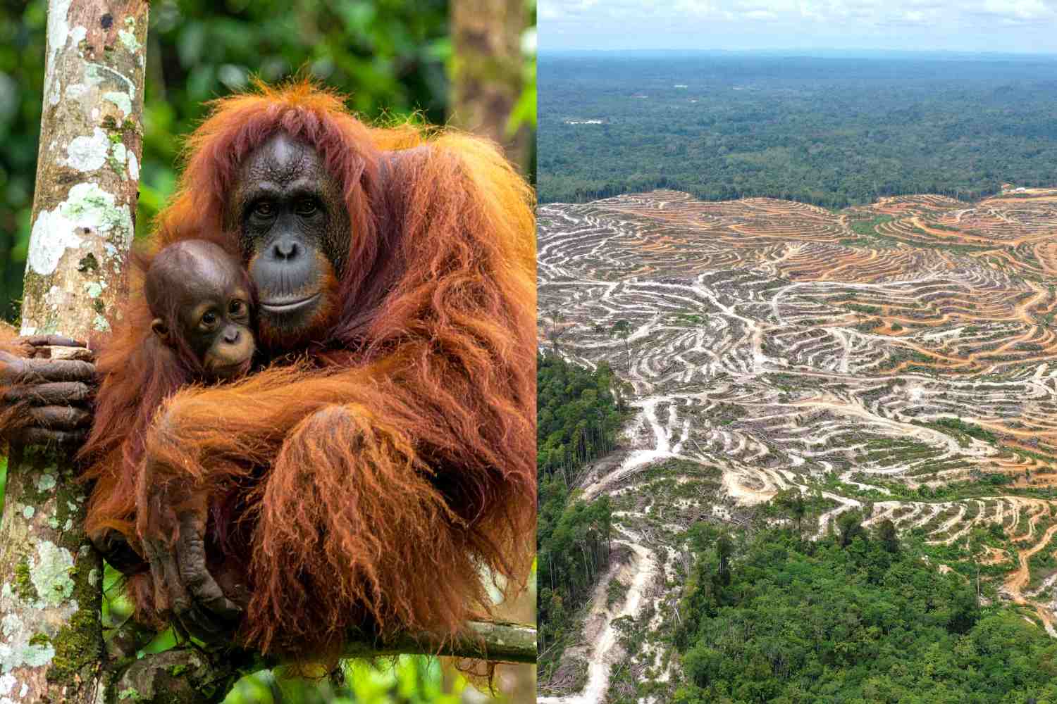 foresta_Borneo_oranghi_deforestazione