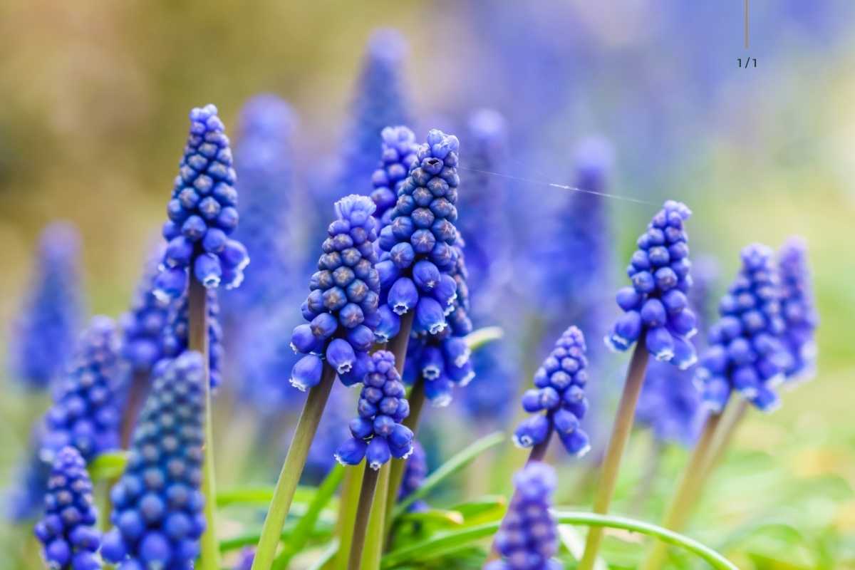 muscari.jpg