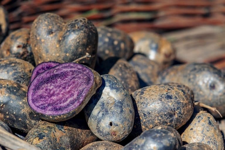 patate viola 3.jpg