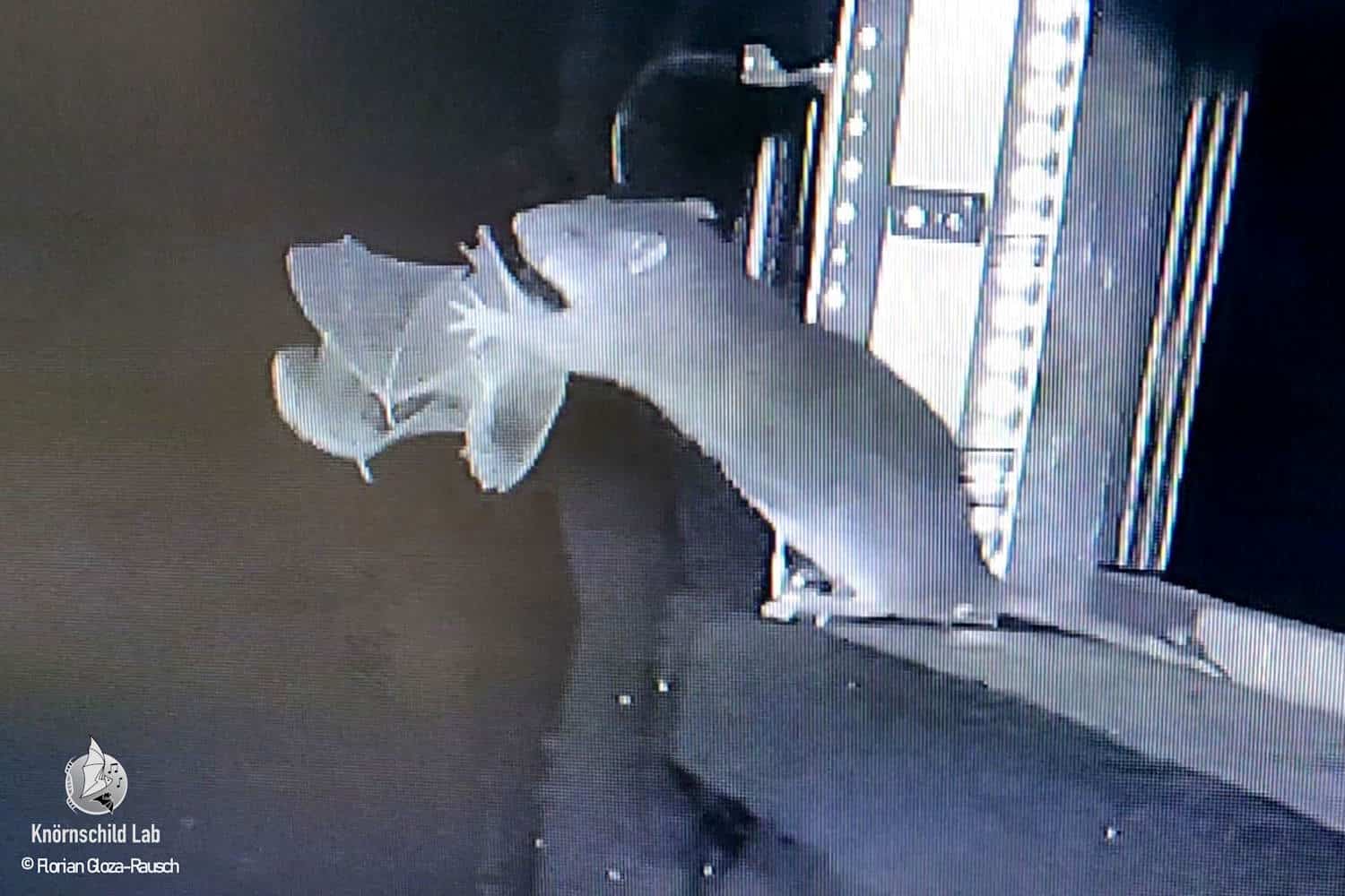 pipistrelli attaccati da ratti grigi