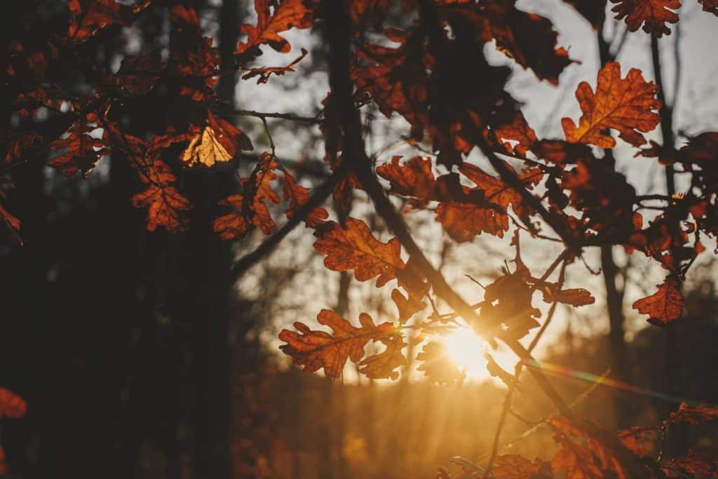 sole autunno.jpg