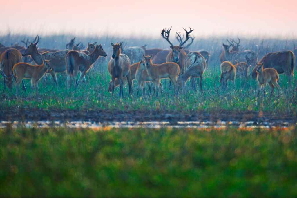 Cervo di Père David