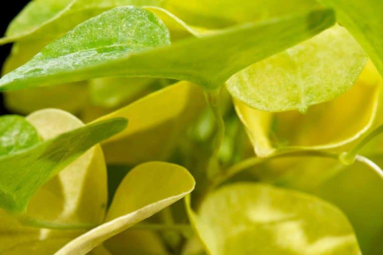 Dioscorea elephantipes foglie.jpg