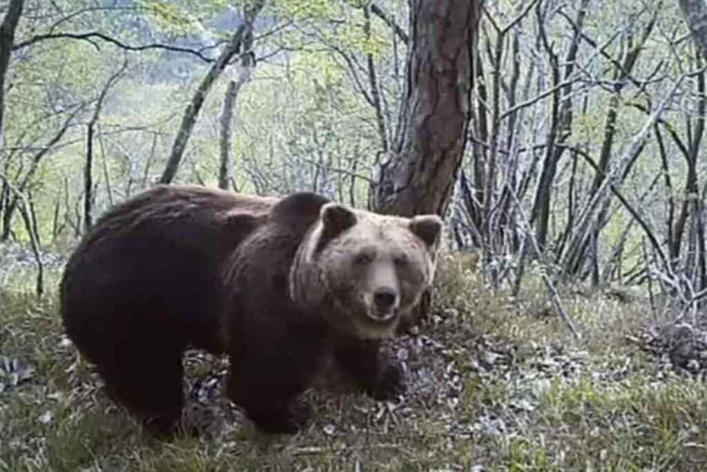 Fugatti indagato per la morte dell’orso M90 in Trentino, respinta la richiesta di archiviazione: “ucciso con crudeltà” 2 Fugatti indagato