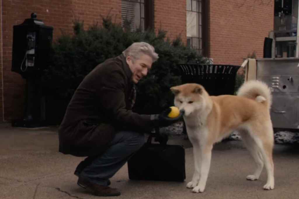 Fedele come Hachiko: il suo amico umano è morto, ma questo cane di Ferrara va ogni mattina al bar che frequentavano 1 Hachiko