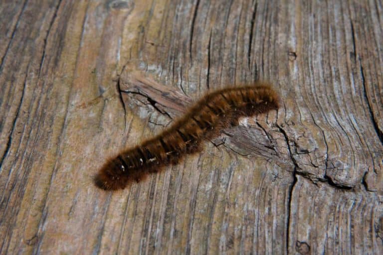 Ifantria americana: cos’è il bruco peloso che danneggia le piante e i rimedi per controllarlo 2 Hyphantria cunea 1.jpg