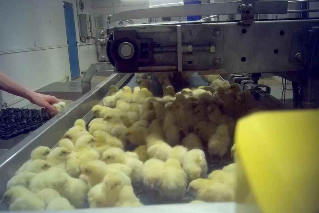 Inchiesta shock rivela la brutale uccisione di pulcini in un incubatoio francese: fermiamo la strage 2 Inchiesta pulcini
