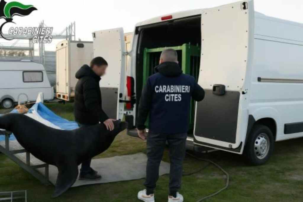 Leone marino salvato dal circo: era costretto a sopravvivere in un container con pochi centimetri di acqua sporca 2 Leone marino liberato