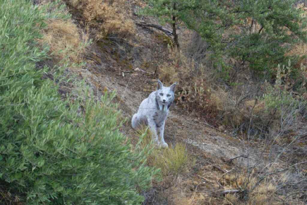 Straordinario! Fotografata una rarissima lince iberica leucistica: potrebbe essere il primo esemplare documentato al mondo 2 Lince iberica leucistica