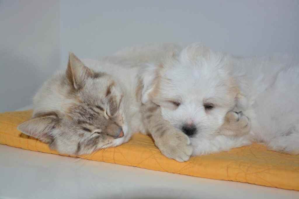Microchip cani e gatti