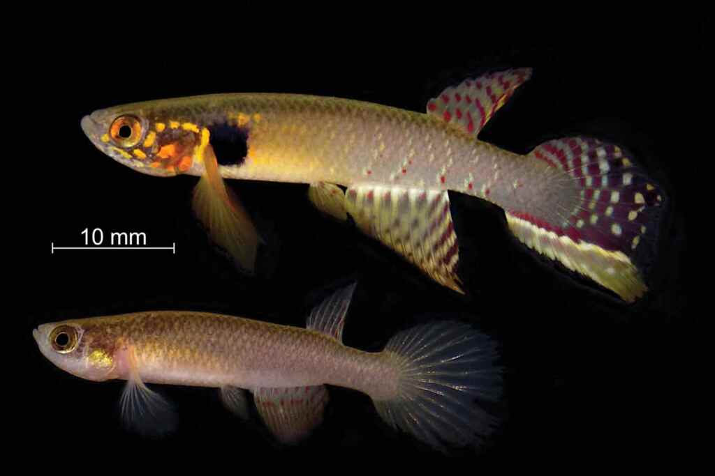 Questa specie di pesce, vera sentinella della biodiversità creduta estinta, è riapparsa in Bolivia dopo 20 anni 2 Moema claudiae