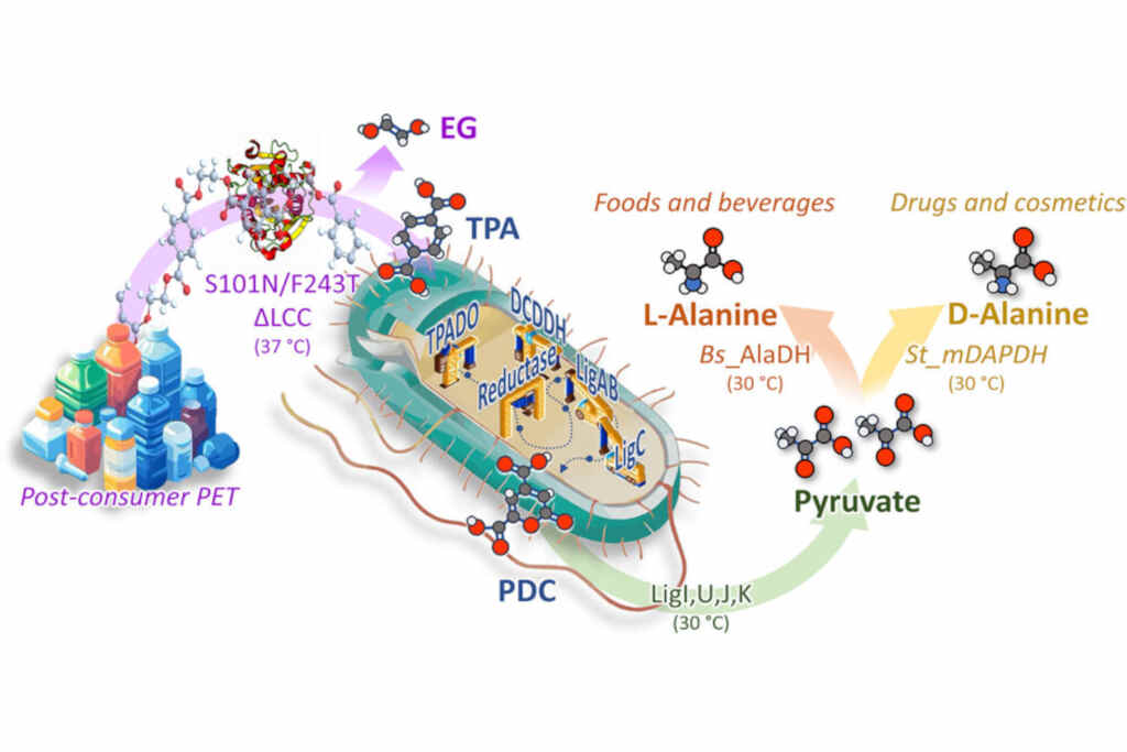Da rifiuto a risorsa preziosa: questi scienziati italiani hanno trasformato la plastica in amminoacidi 2 Plastica amminoacidi