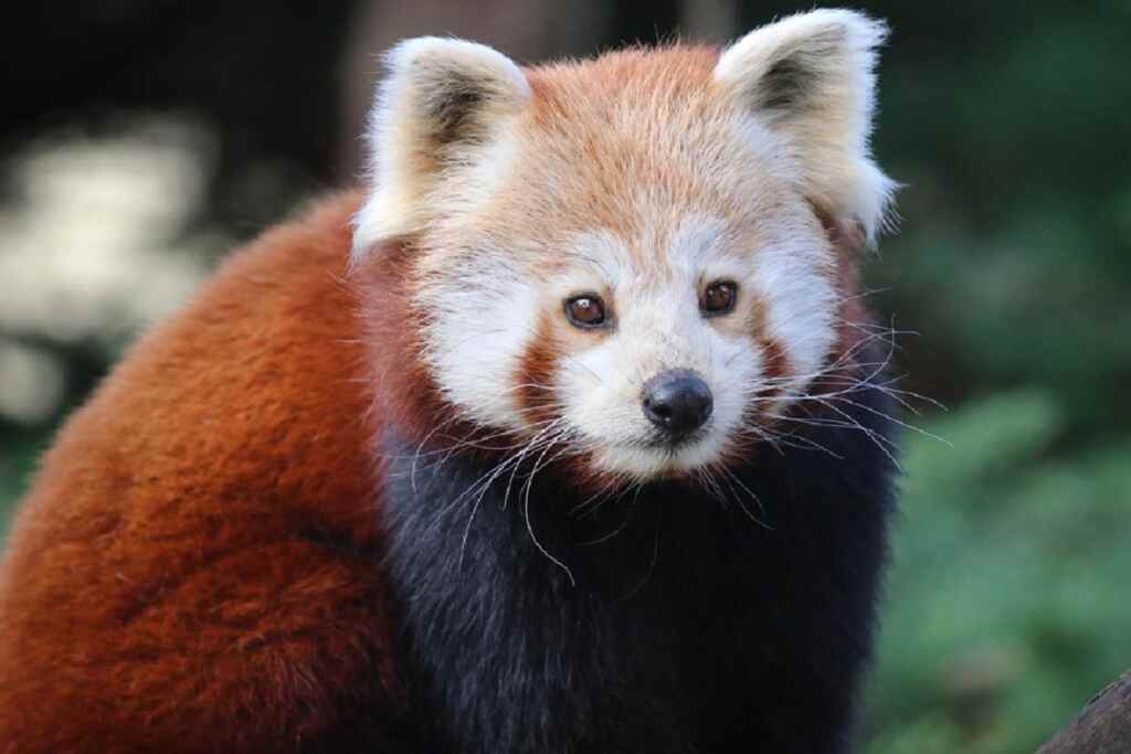 Red Panda
