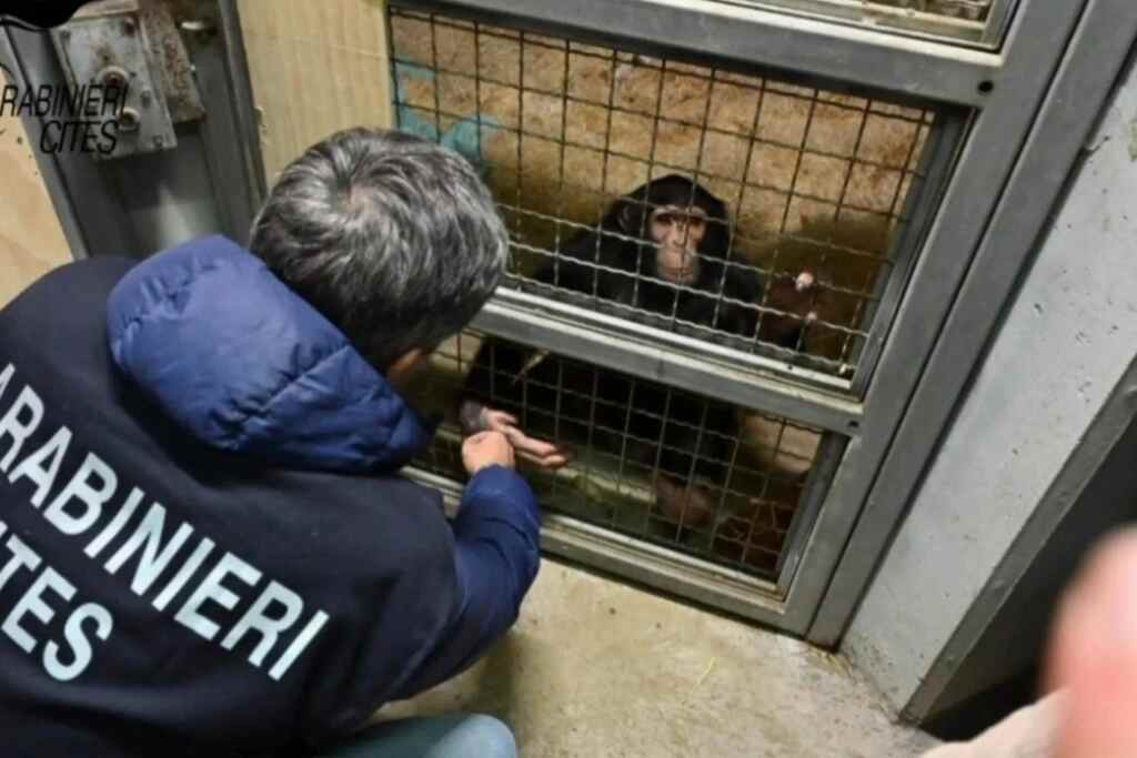 Scimpanzé sequestrato