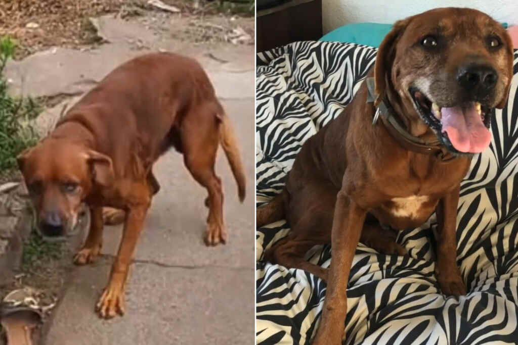 L’emozionante rinascita del cane Scooby dopo 12 anni di catene: ora è finalmente libero e amato 2 Scooby