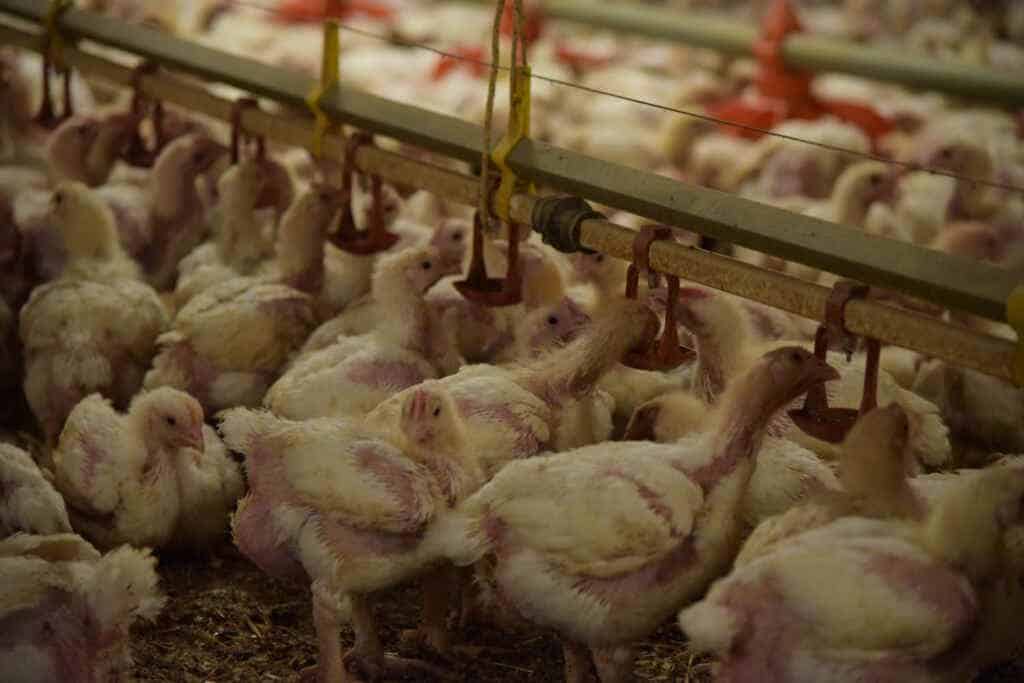allevamenti polli