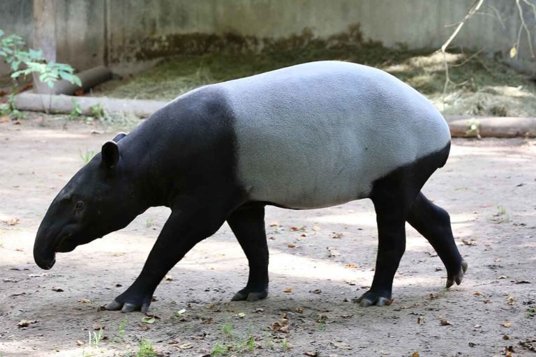Tapiro dalla gualdrappa.jpg