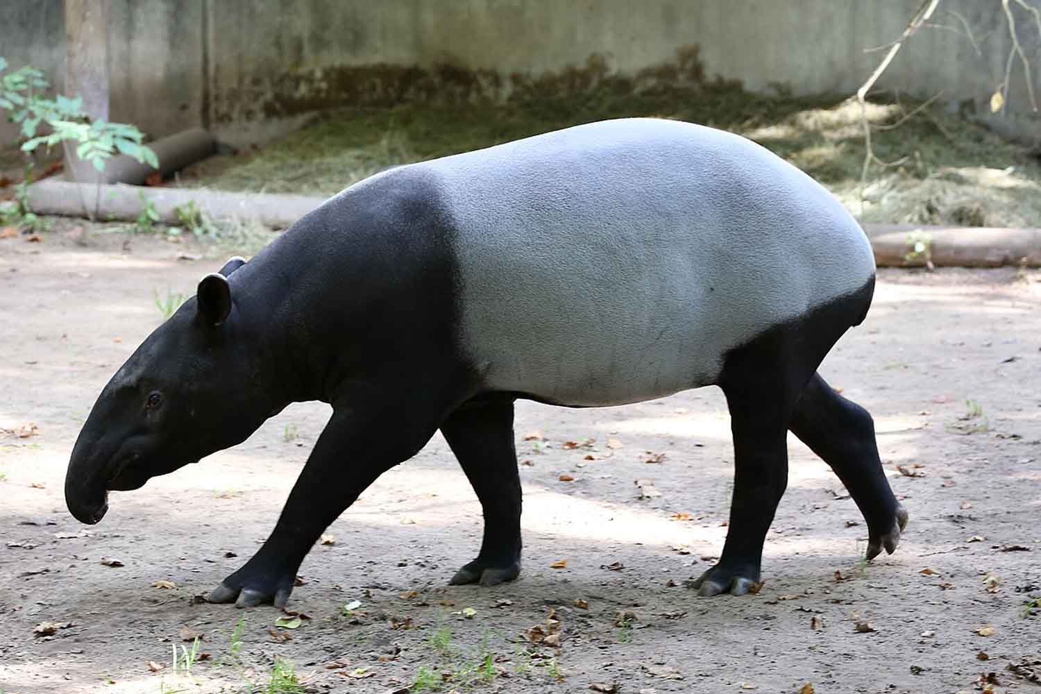 Tapiro dalla gualdrappa.jpg