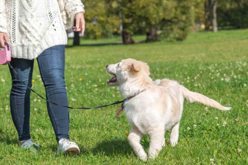 Non ci sarà nessuna tassa sui cani in Alto Adige: ritirata la controversa proposta di legge 2 Tassa cani