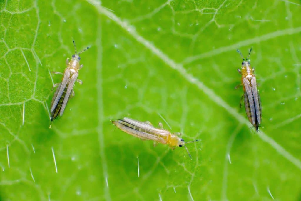 Thrips tabaci.jpg