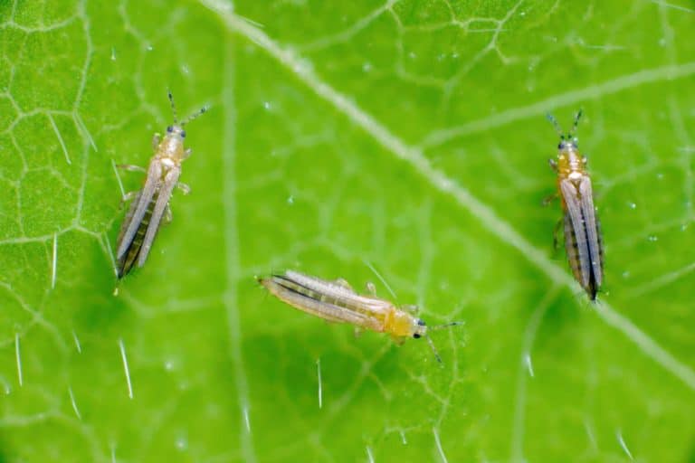 Come riconoscere i tripidi, i nemici giurati del tuo giardino (e dei raccolti degli agricoltori) 2 Thrips tabaci.jpg