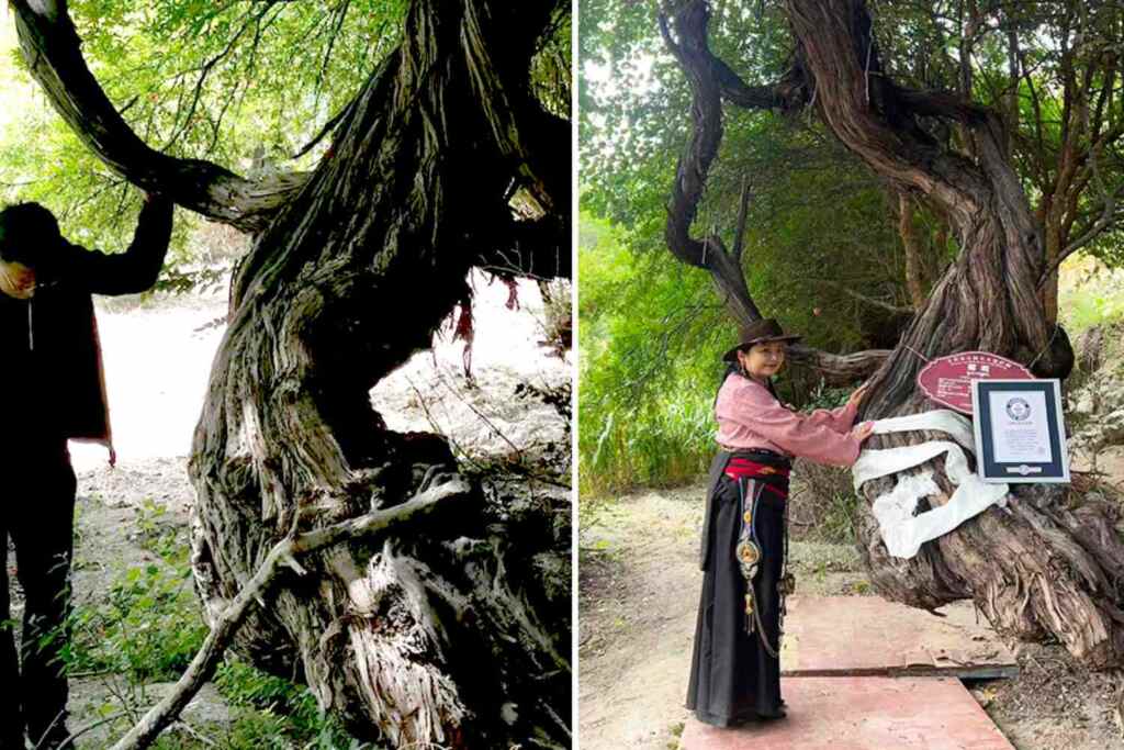 Questa è la vite più antica del mondo: ha oltre 400 anni (e resiste a 2.400 metri di altitudine) 2 Vite più antica