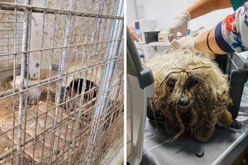 31 cani abbandonati tra rifiuti e carcasse di topi: orrore in un allevamento lager di Taormina 2 allevamento lager cani taormina