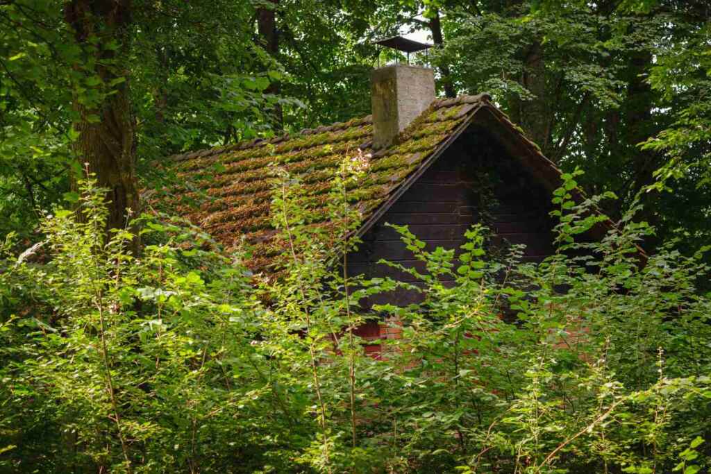 “Lasciate i bimbi ai loro genitori”: raccolte oltre 1800 firme per la famiglia che vive nei boschi abruzzesi 2 casa nel bosco