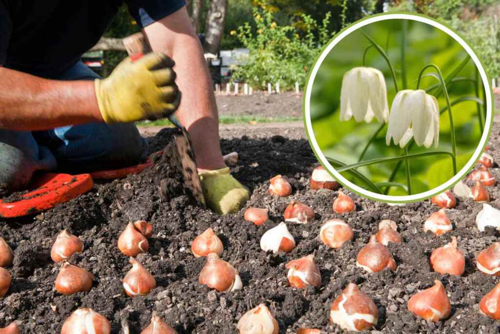 Pianta i bulbi di Fritillaria in autunno per avere un giardino coloratissimo in primavera 2 fritillaria