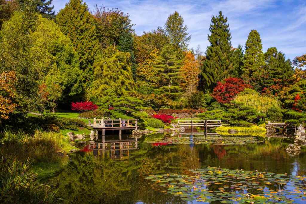 Le 10 piante da giardino e balcone che restano verdi anche in autunno 2 giardino autunno