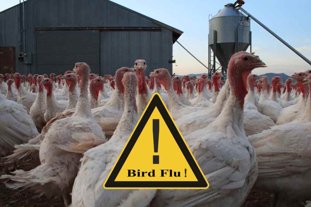 influenza aviaria tacchini