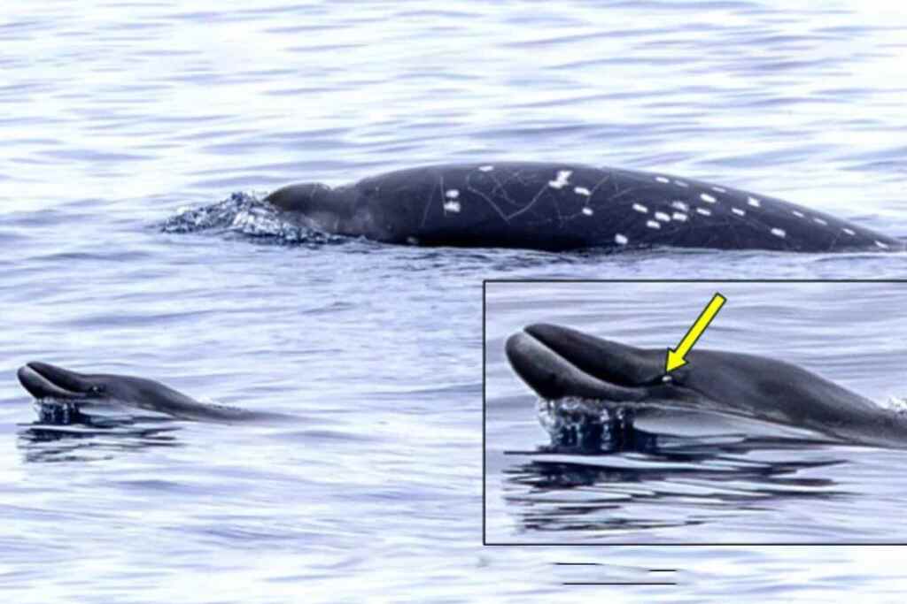 mesoplodonte di Nishiwaki