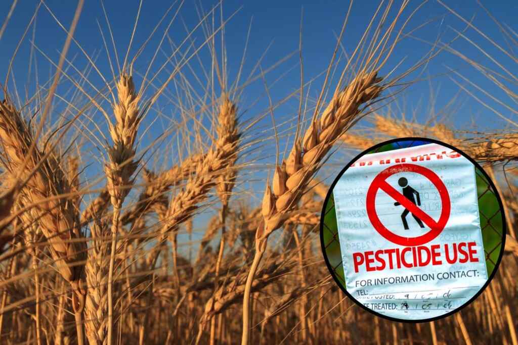 pesticidi campi di grano