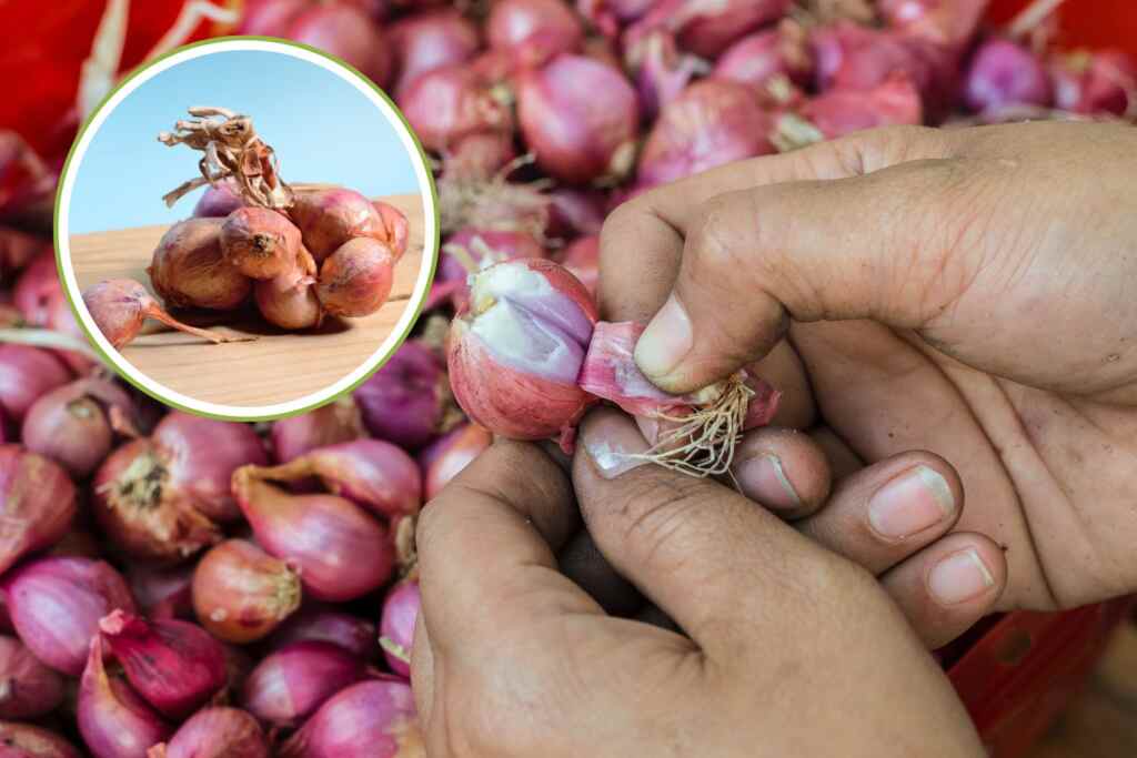 Scalogno: non solo un soffritto! Come conservarlo in inverno per averlo a disposizione tutto l’anno 2 scalogno