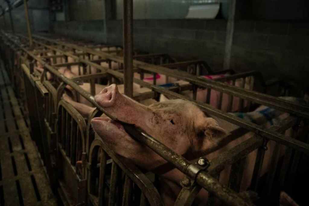 scrofe allevamento greenpeace