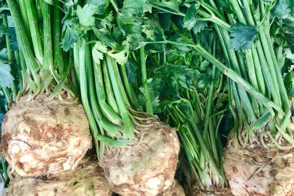 La sedarina, ortaggio dimenticato: tutto sul sedano rapa (e un uso geniale per cucinarlo al posto delle patate) 2 sedarina