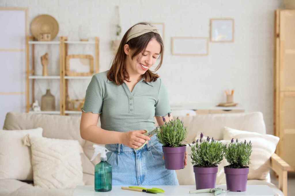 La tua lavanda crescerà all’infinito se farai questo semplice gesto a novembre (richiede solo 10 minuti) 2 talea di lavanda