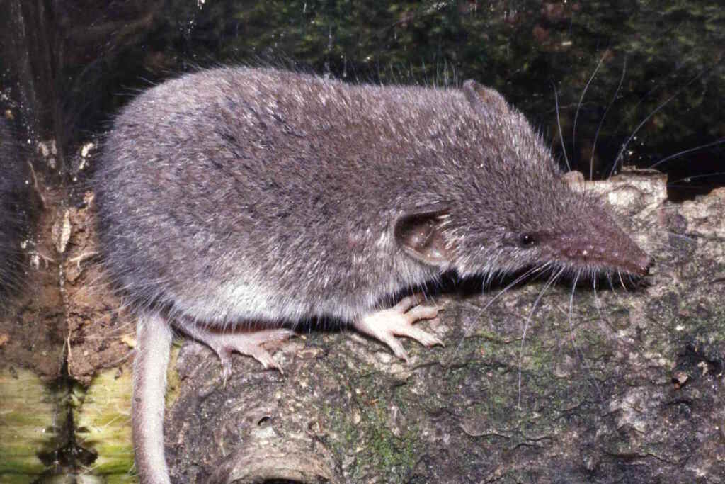 Il toporagno dell’Isola di Natale estinto: l’ultimo addio a una creatura scomparsa per colpa nostra 2 toporagno