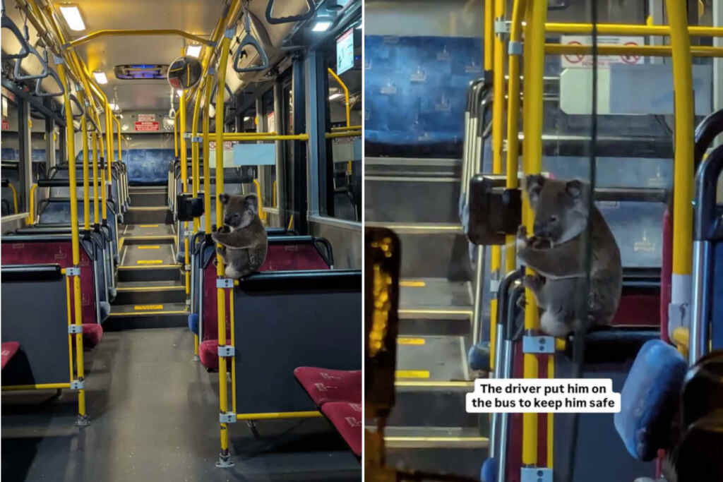 Koala bus