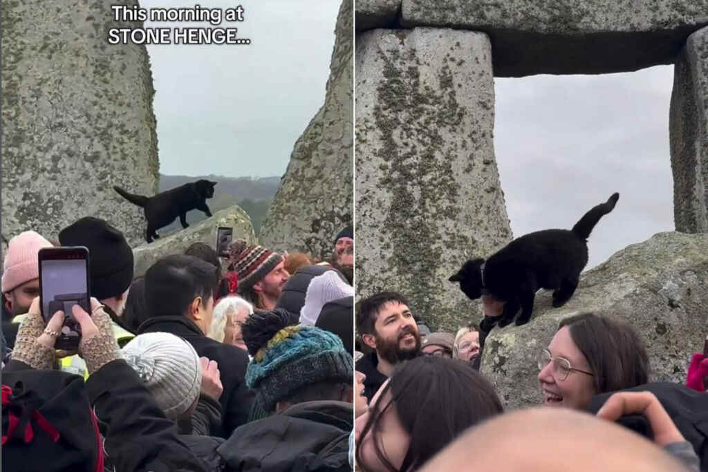Gatta ruba la scena durante il solstizio d’inverno a Stonehenge: la storia di Moon diventata virale 2 Solstizio gatto