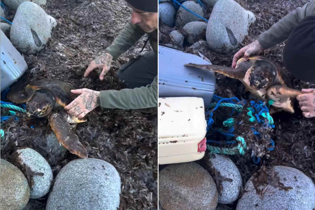 Padre e figlio salvano una tartaruga Caretta caretta intrappolata tra alghe e plastica: il gesto emoziona tutti 2 Tartaruga intrappolata