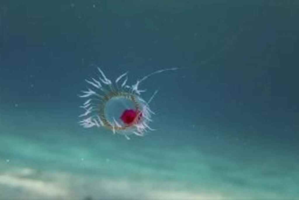 Turritopsis dohrnii