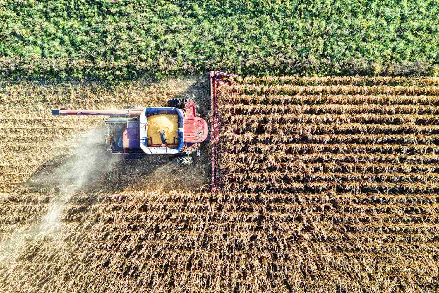 Agricoltura: Agea immette oltre 500 milioni nel sistema, focus su liquidità e innovazione agricoltura 2.jpg