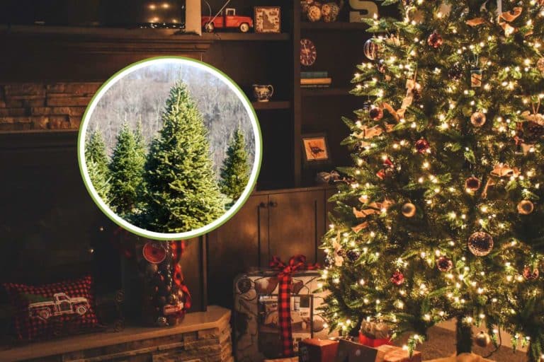 Hai un albero di Natale vero? Gli errori da evitare per farlo sopravvivere dopo le feste 3 albero natale 2.jpg