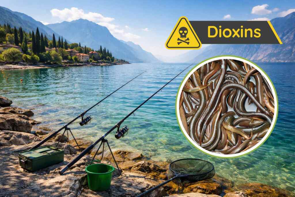 anguille diossina lago di garda
