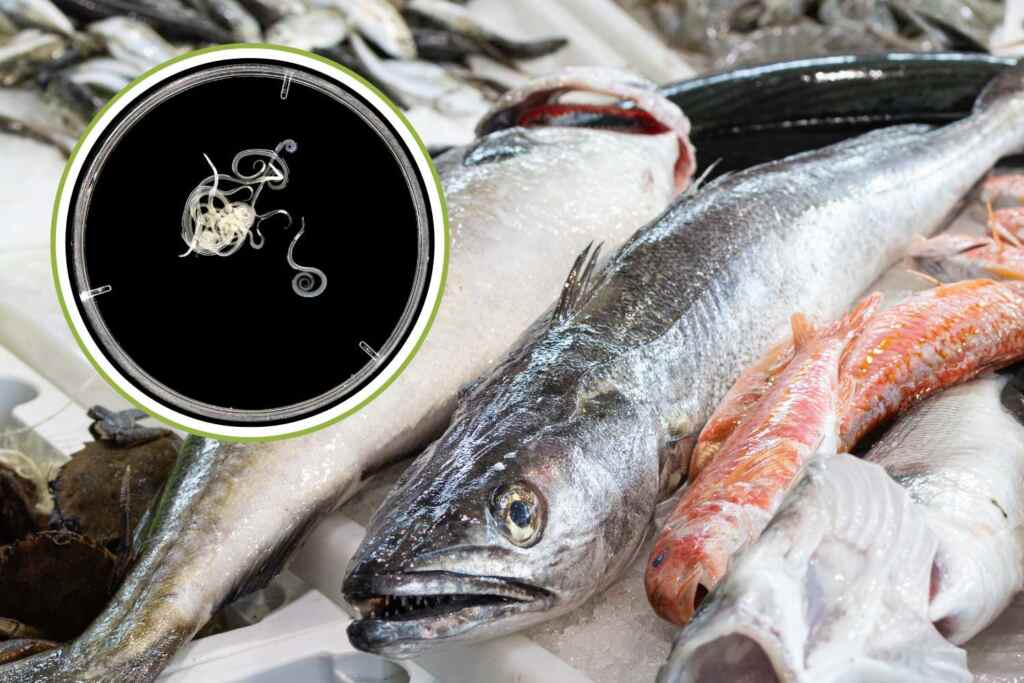 Nasello europeo infestato dal parassita Anisakis: il 100% dei pesci analizzati contiene in media più di 700 larve 2 anisakis nasello